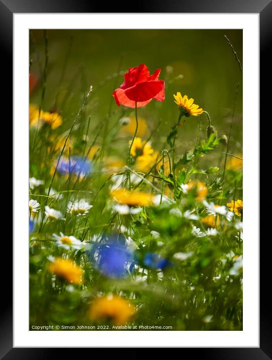 Wind blown Poppy flower Framed Mounted Print by Simon Johnson