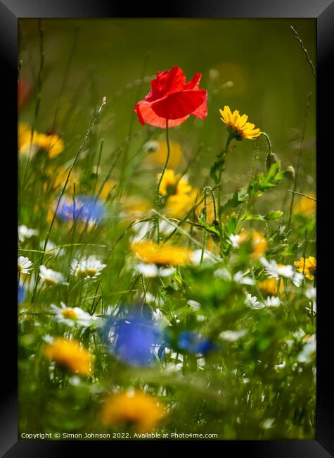 Wind blown Poppy flower Framed Print by Simon Johnson