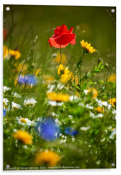 Wind blown Poppy flower Acrylic by Simon Johnson