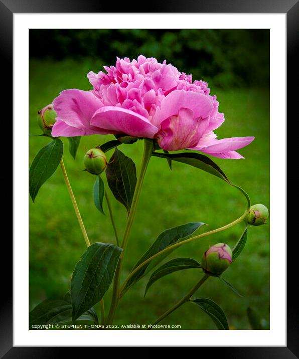 Proud & Pink  Framed Mounted Print by STEPHEN THOMAS
