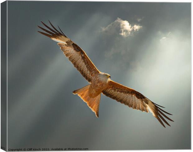 Majestic Red Kite Soaring High Canvas Print by Cliff Kinch