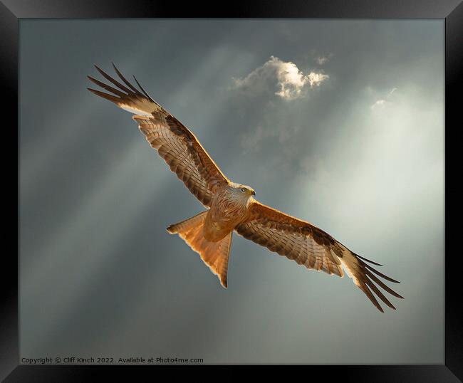 Majestic Red Kite Soaring High Framed Print by Cliff Kinch