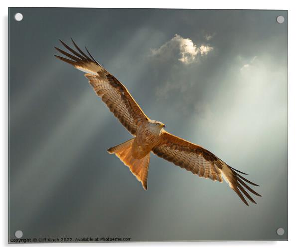 Majestic Red Kite Soaring High Acrylic by Cliff Kinch