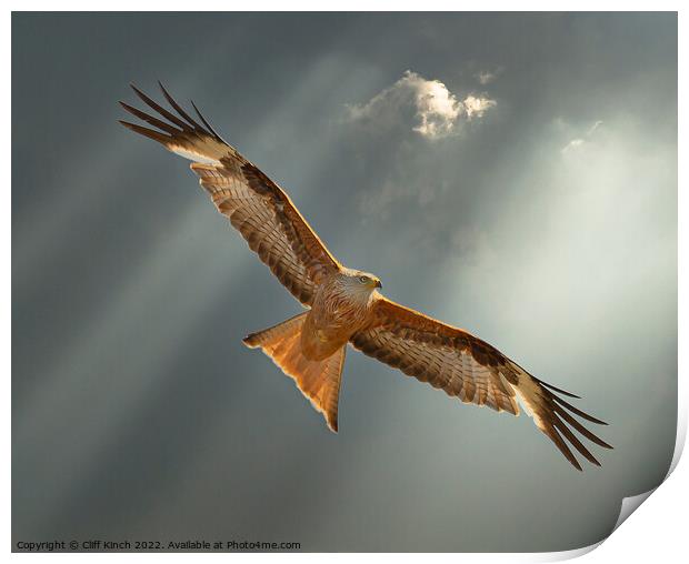 Majestic Red Kite Soaring High Print by Cliff Kinch