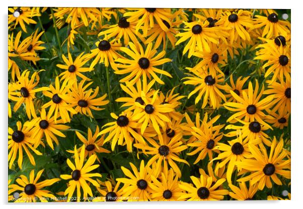 Brown-Eyed Susans  Acrylic by John Mitchell