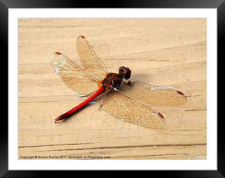 Dragonfly Framed Mounted Print by Donna Duclos