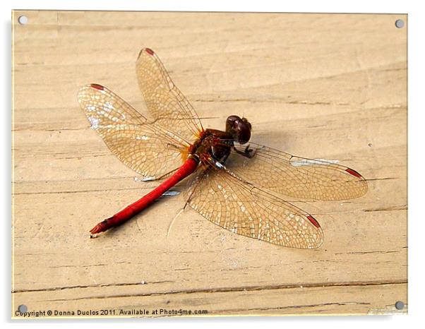 Dragonfly Acrylic by Donna Duclos