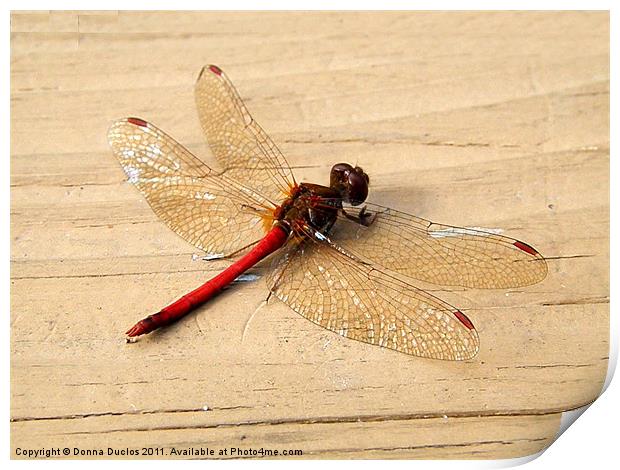 Dragonfly Print by Donna Duclos