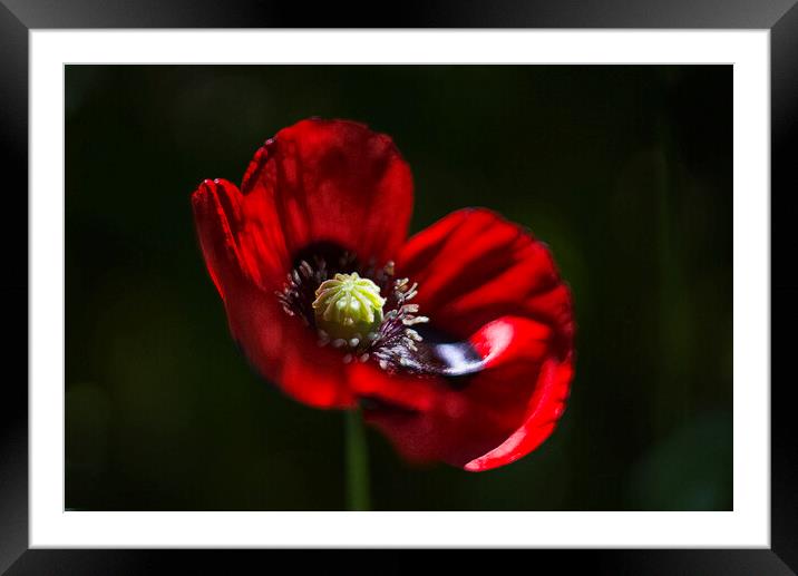 Poppy Flower Framed Mounted Print by Alison Chambers