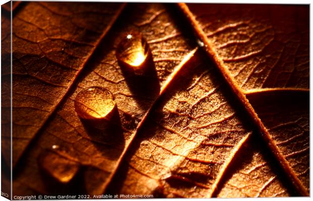 Water Drops Canvas Print by Drew Gardner