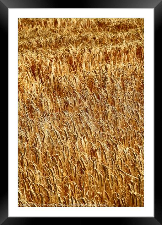 Golden Wheat Framed Mounted Print by Drew Gardner