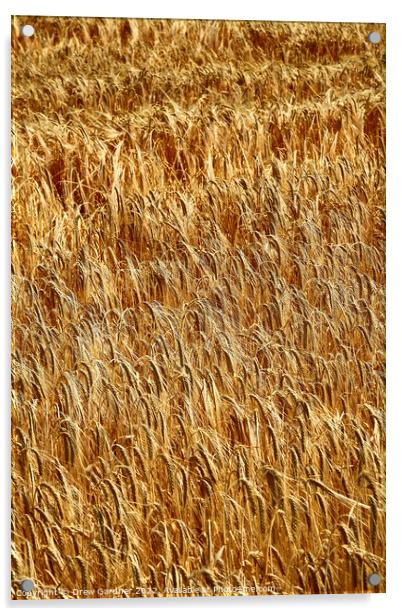 Golden Wheat Acrylic by Drew Gardner