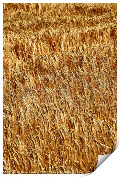 Golden Wheat Print by Drew Gardner