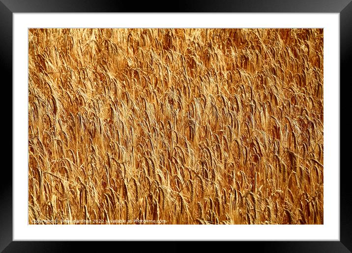 Golden Wheat Framed Mounted Print by Drew Gardner
