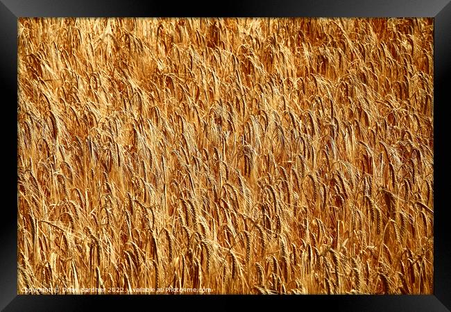 Golden Wheat Framed Print by Drew Gardner