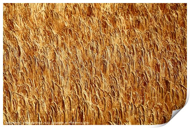 Golden Wheat Print by Drew Gardner