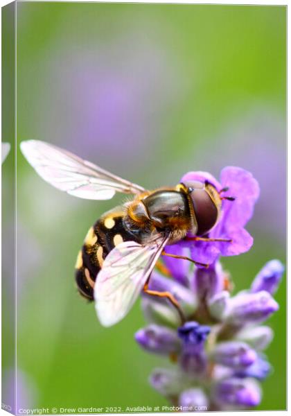 Hoverfly Pollinating Canvas Print by Drew Gardner