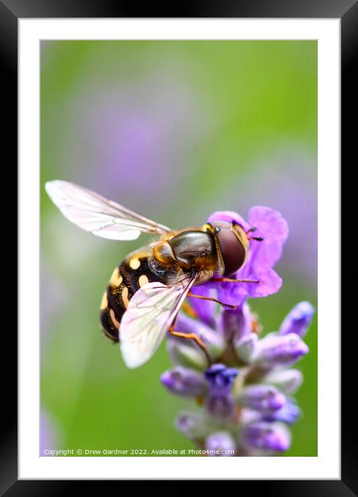 Hoverfly Pollinating Framed Mounted Print by Drew Gardner