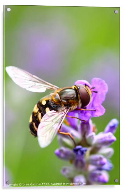 Hoverfly Pollinating Acrylic by Drew Gardner