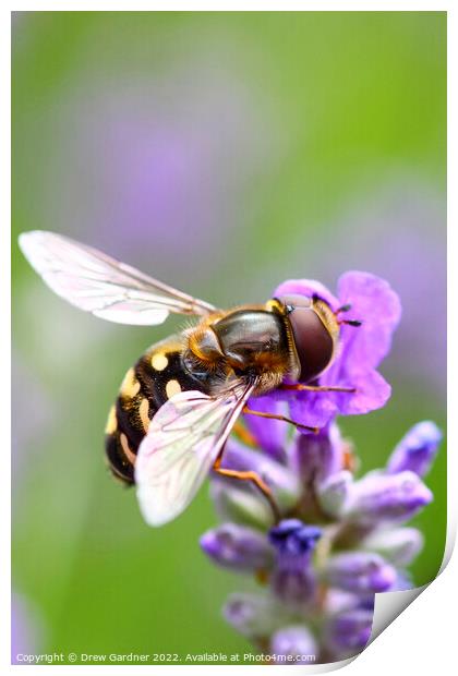 Hoverfly Pollinating Print by Drew Gardner