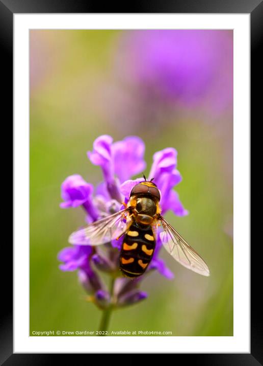 Hoverfly Pollinating Framed Mounted Print by Drew Gardner