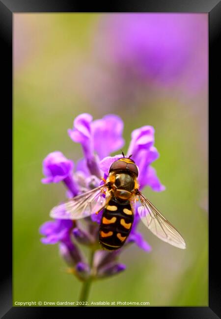 Hoverfly Pollinating Framed Print by Drew Gardner