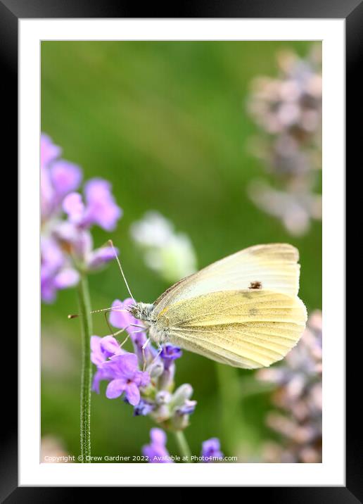 Cabbage White Butterfly Framed Mounted Print by Drew Gardner