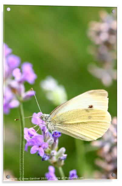 Cabbage White Butterfly Acrylic by Drew Gardner