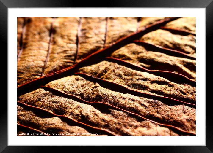 Abstract Leaf Framed Mounted Print by Drew Gardner