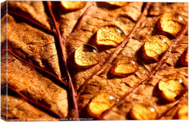 Water Drops Canvas Print by Drew Gardner