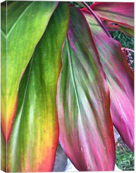 Large coloured leaves Canvas Print by Joyce Hird