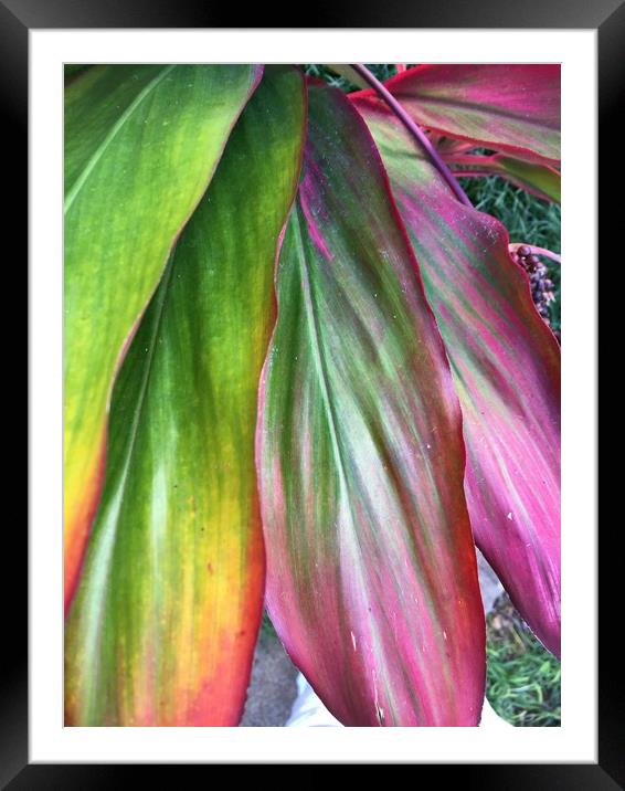 Large coloured leaves Framed Mounted Print by Joyce Hird
