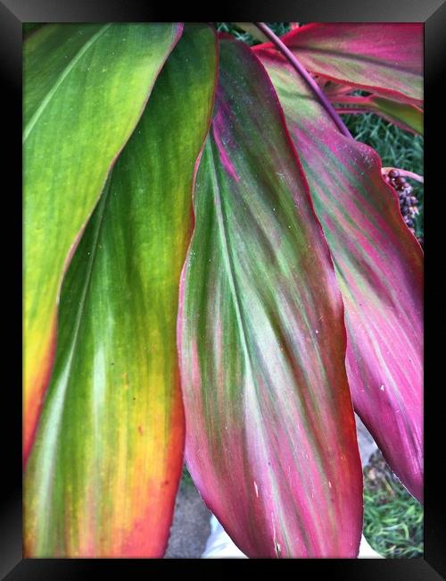 Large coloured leaves Framed Print by Joyce Hird