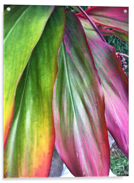 Large coloured leaves Acrylic by Joyce Hird
