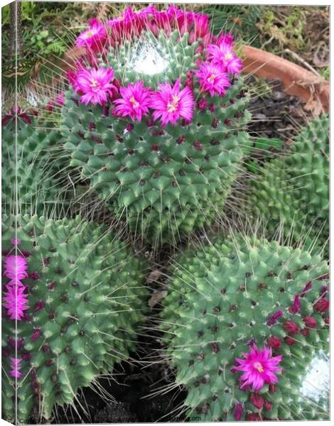 Closeup on Cacti with Flowers Canvas Print by Joyce Hird