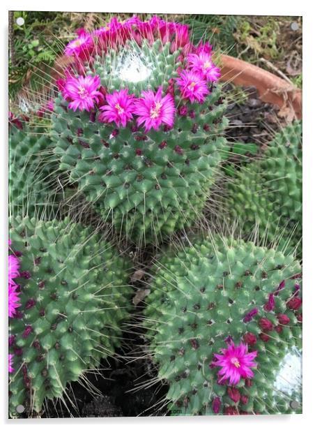 Closeup on Cacti with Flowers Acrylic by Joyce Hird