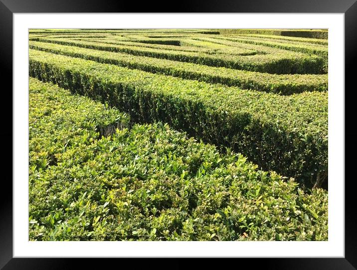 Green textures of hedging Framed Mounted Print by Joyce Hird