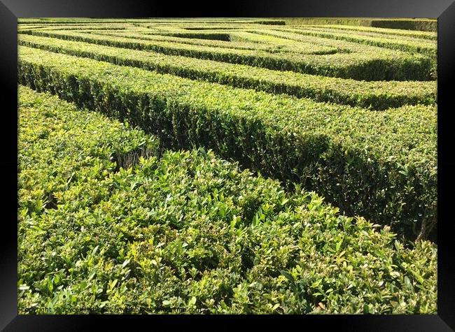 Green textures of hedging Framed Print by Joyce Hird