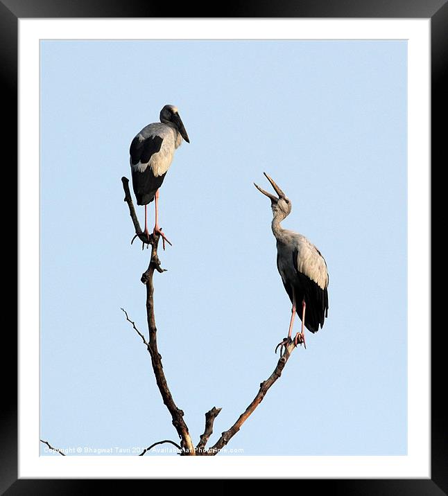 Asian Openbill Framed Mounted Print by Bhagwat Tavri