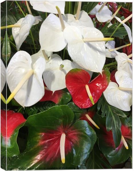 White and red Anthurium Canvas Print by Joyce Hird