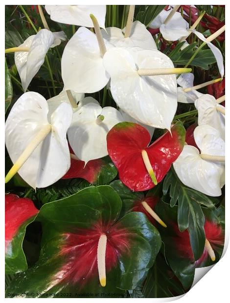 White and red Anthurium Print by Joyce Hird
