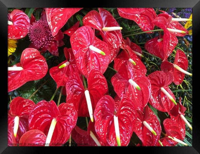 Red Anthurium - Lipstick plant Framed Print by Joyce Hird