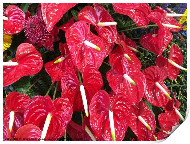 Red Anthurium - Lipstick plant Print by Joyce Hird