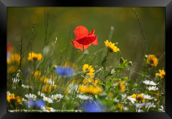 Poppy and meadow flowers  Framed Print by Simon Johnson