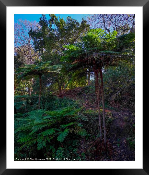 Tree Fern Framed Mounted Print by Rika Hodgson