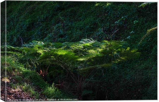 Sunlight on tree fern Canvas Print by Rika Hodgson