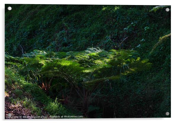 Sunlight on tree fern Acrylic by Rika Hodgson