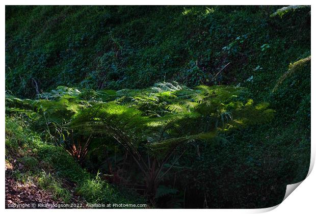 Sunlight on tree fern Print by Rika Hodgson