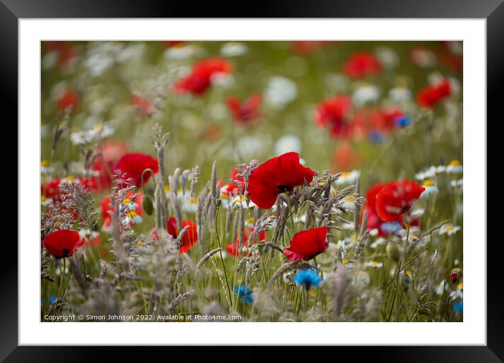 Poppy  flowers Framed Mounted Print by Simon Johnson