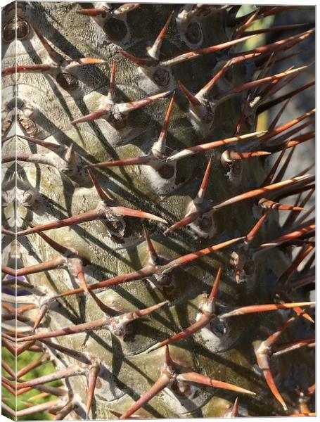 Spikes in Nature - close up Canvas Print by Joyce Hird